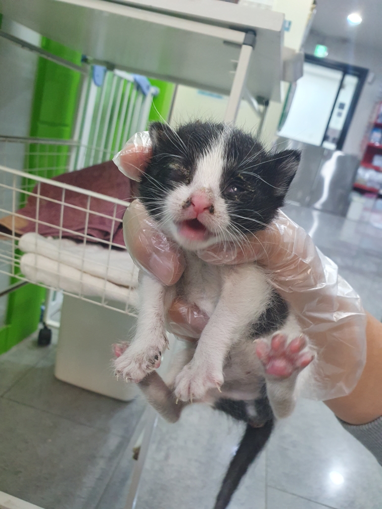 한국 고양이 이미지 파일 입니다.